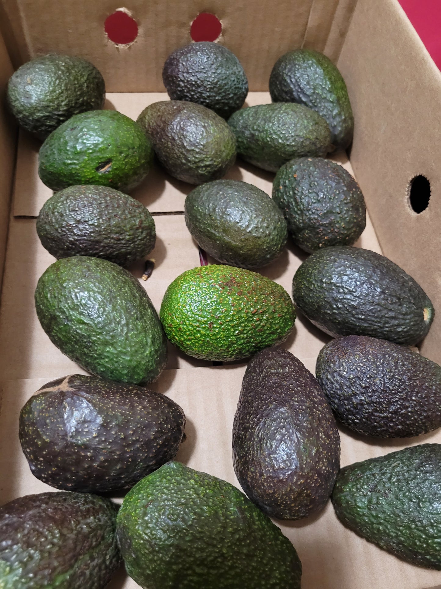 Individual Avocados
