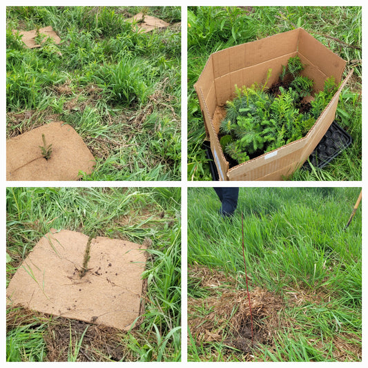 $5 Donation= 2 Trees Will Be Planted Along Ontario Waterways