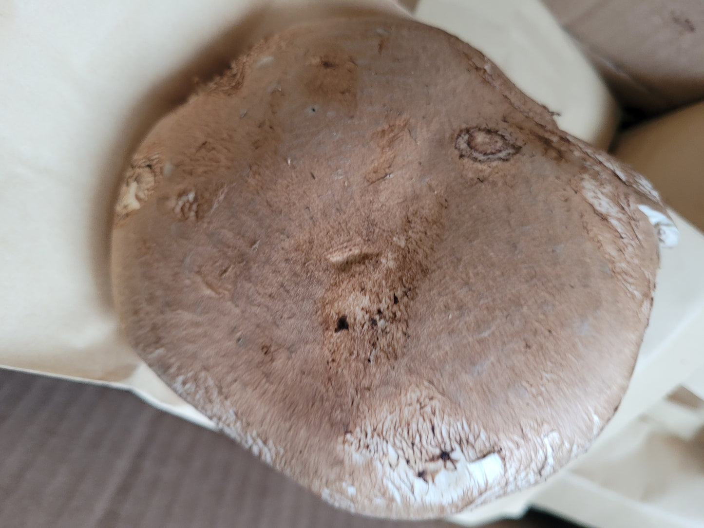 1 Massive Organic Portobello Cap